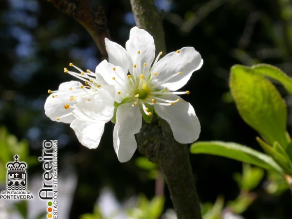Mirabel - Mirabelle - Mirabel (Prunus insititia) >> MIRABEL (Prunus insititia) Flor.JPG